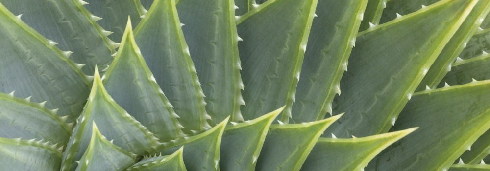 cactus leaves